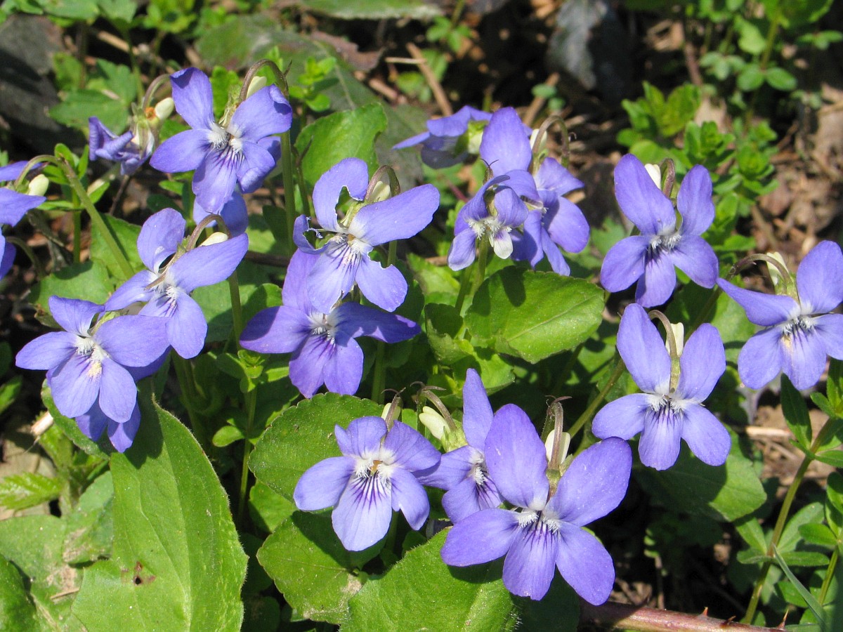 Viola canina, Heath Dogviolet